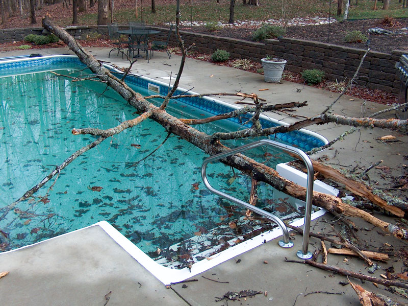 Tree in pool