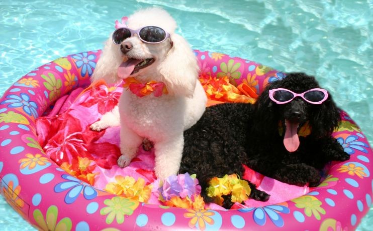 Protecting your pets around the pool